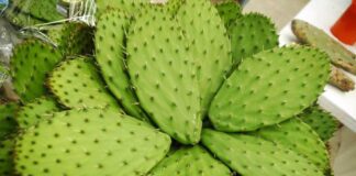 Invitan a celebrar la historia, identidad y patrimonio biocultural en la Feria del Nopal 2026 en la CDMX