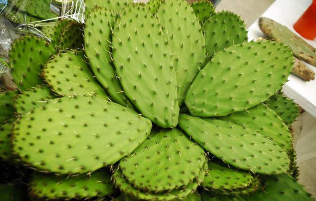 producción-de-nopales-1024x652