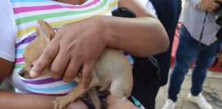 Con más de 10 millones de dosis aplicadas, EdoMéx ocupa el primer lugar nacional en vacunación antirrábica