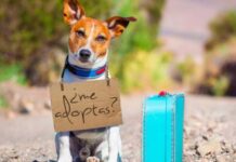 Inicia Programa de Adopción Responsable en la CDMX para que perritos encuentren un hogar seguro y permanente