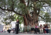 Reconoce CDMX a diez árboles como Patrimonio Natural por su valor ambiental, histórico y cultural