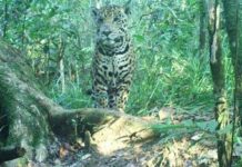 Toyota México ayuda al rescate de la Selva Lacandona