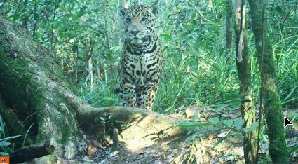 selva lacandona