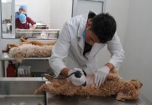 ¡Esteriliza a tus michis y lomitos! Anuncian campaña gratuita en el municiopio de Nezahualcóyotl