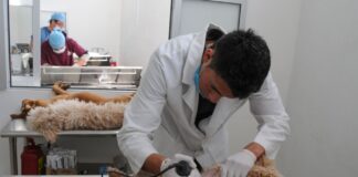 ¡Esteriliza a tus michis y lomitos! Anuncian campaña gratuita en el municiopio de Nezahualcóyotl