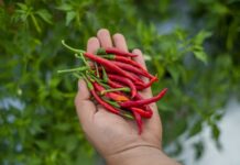Lanzan Distintivo ‘Hecho en Jalisco’ para impulsar y reconocer productos regionales