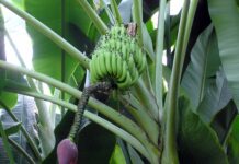 Fortalece Jalisco plan de acción ante posible presencia de plaga que afecta al plátano