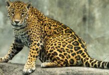 En Veracruz, Naturalia transforma el Día de Muertos en un encuentro con la biodiversidad