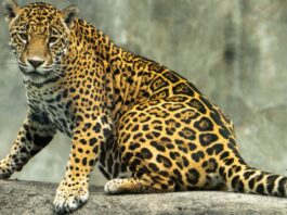 En Veracruz, Naturalia transforma el Día de Muertos en un encuentro con la biodiversidad