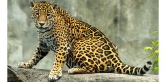 En Veracruz, Naturalia transforma el Día de Muertos en un encuentro con la biodiversidad