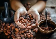Acelera Tabasco rescate del cacao tabasqueño con módulos para garantizar precio justo