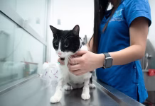 Inauguran en el EdoMéx el Mes Nacional de Esterilización Quirúrgica de Perros y Gatos