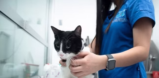 Inauguran en el EdoMéx el Mes Nacional de Esterilización Quirúrgica de Perros y Gatos