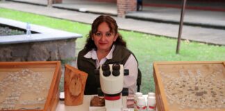 Coordina EdoMéx detección y control de insectos descortezadores para proteger los bosques del sur