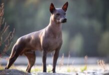 Declara Gobierno de la CDMX Patrimonio Cultural Inmaterial los saberes y expresiones asociados al xoloitzcuintle